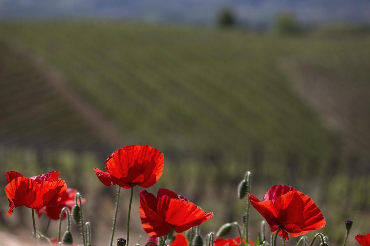 Cascina Marcantonio Acqui Terme ภายนอก รูปภาพ